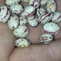 لوبیا چیتی استان فارس|خوردنی و آشامیدنی|تهران, زعفرانیه|دیوار