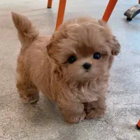 پودل عروسکی مالتیز عروسکی سگ اپارتمانی