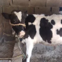 گوساله نر هلشتاین آمریکایی اصل|حیوانات مزرعه|مینودشت, |دیوار