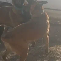 فروش یک جفت مالینیوز اصیل یک ساله 40 ملیون