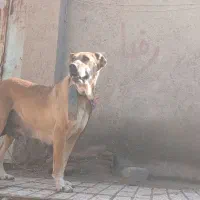 واگذاری ماده خراسانی