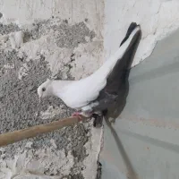 تکدم سرکی نر