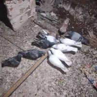 کبوتر معاوزه با قناری