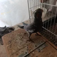 فروش عروس هلندی دستی|پرنده|مشهد, بهمن|دیوار