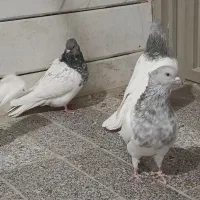 کله الماسی|پرنده|داران, |دیوار