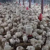 بیوتی فوق سنگین جوجه بوقلمون