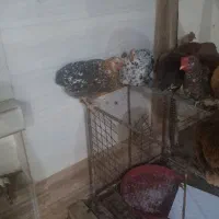 تعدادی مرغ جوان سالم و سرحال|حیوانات مزرعه|ایذه, |دیوار