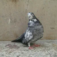 نوک ریز - قنار