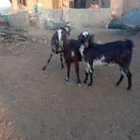 سه راس بز جوان داشتی|حیوانات مزرعه|گنبد کاووس, |دیوار