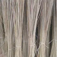 فروش نهال صنوبر و کبوده اصلاح‌ شده