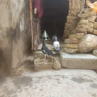 سینه سبز پلنگی سبز بجنوردن همه ۱تومن