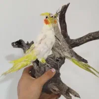 مجسمه عروس هلندی