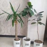 گل همراه با گلدان