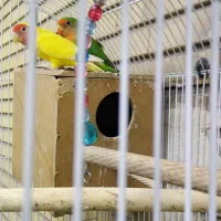 طوطی برزیلی