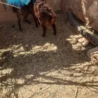 ۱دونه بره ماده
