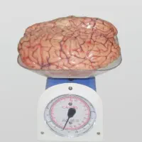 ویزیت آنلاین پزشک