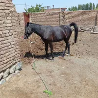 باسلام فروش اسب عرب سیاه رنگ