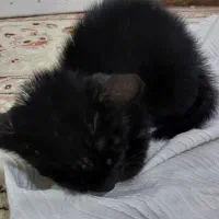گربه نژاد دار