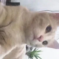 واگذاری گربه|گربه|قم, علی آباد سعدگان|دیوار