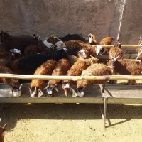 کهره خوشکل|حیوانات مزرعه|مرودشت, نقش رستم|دیوار