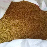 بذر یونجه درجه یک