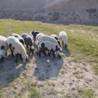 گوسفند|حیوانات مزرعه|میرجاوه, |دیوار