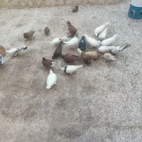 حدود ۲۰تا کفتر فروشی