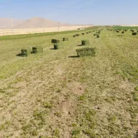 یونجه|خدمات باغبانی و درختکاری|کنگاور, |دیوار