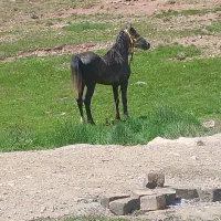 اسب نریان