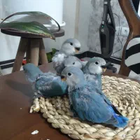 طوطی کوتوله سرلاکی