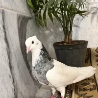 ماده طوقی