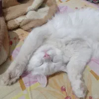 132095|گربه|قوچان, |دیوار