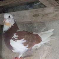 کبوتر شازده تیکه پاره
