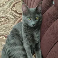 واگذاری یک عدد گربه