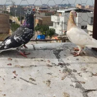 سار کاکل دورگ|پرنده|نگین شهر, |دیوار