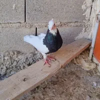 کبوتر کفتر|پرنده|سرپل ذهاب, |دیوار