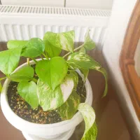 گل سانسوریا،پتوس،نخل ماداگاسکا|گل و گیاه طبیعی|مبارکه, |دیوار