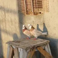 کبوتر