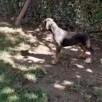 توله کن کورسو 60روزه