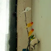 فروش عروس هلندی و طوطی کوتوله و مرغ عشق