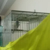 سره گل بسر جفتی قناری هر رنگ و هر سایز تو دست بخون|پرنده|تهران, مجیدآباد|دیوار