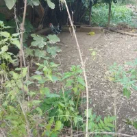 سه تا خروس گلین لری بالغ|حیوانات مزرعه|رضوانشهر, |دیوار