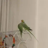 یک جفت شاه‌طوطی بالغ با قفس و لانه آماده جفت‌گیری|پرنده|کرج, شهرک فرهنگیان|دیوار