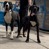 گریت دین ژرمن دوبرمن داگو مالینویز سرابی کشش