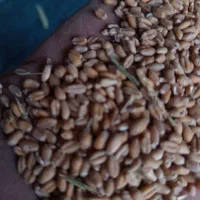 گندم آرامش|عمده‌فروشی|گرمخان, |دیوار