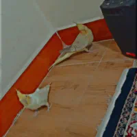 چهار عدد عروس هلندی معاوضه با پرنده سخنگو|پرنده|سنندج, |دیوار