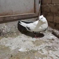 ماده دمی|پرنده|بروجرد, |دیوار