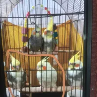 عروس هلندی جفت|پرنده|تهران, بیسیم|دیوار