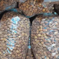 پخش خرمای زاهدی