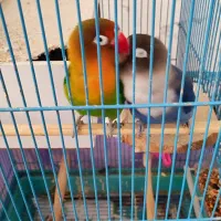 طوطی برزیلی نر و ماده جفت با قفس|پرنده|کرج, شهرک یاس جنوبی|دیوار